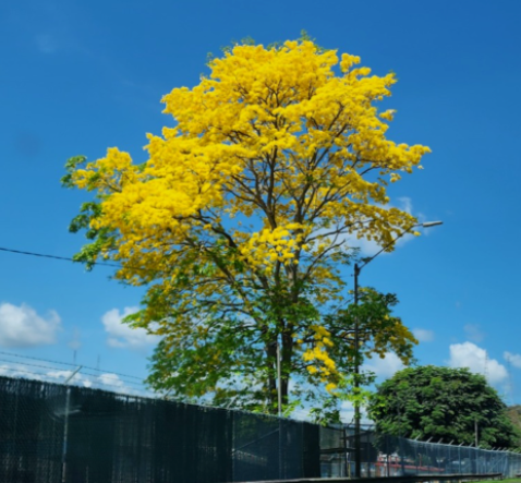 Tree with yellow blooms.