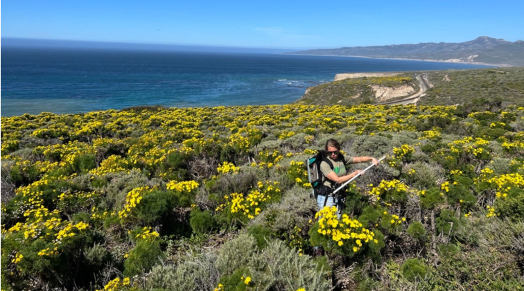 Person in field with yellow flowers.